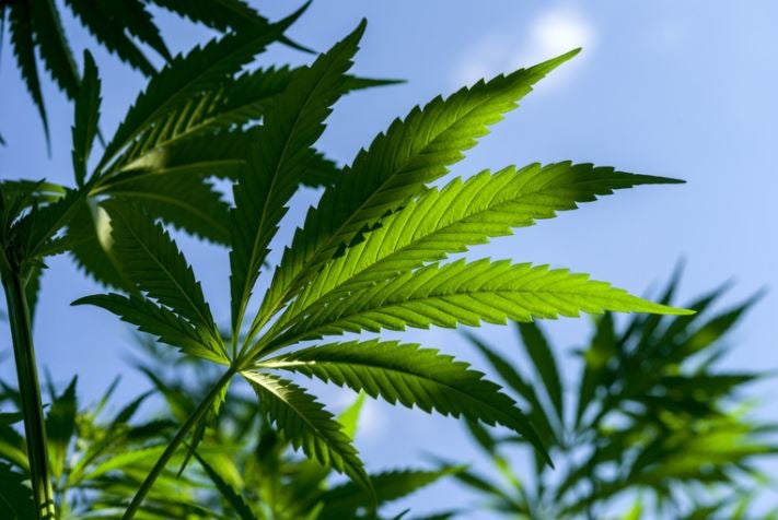 AOC y congresista Republicano proponen Ley de Cannabis
