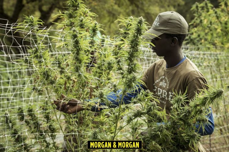 Regulaciones Para La Produccion De Marihuana Abogados