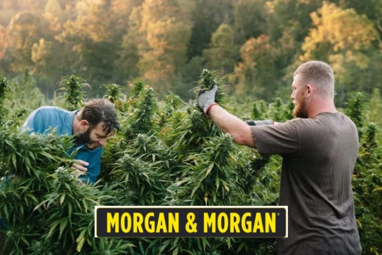 Ley Para Producción de Marihuana en Georgia
