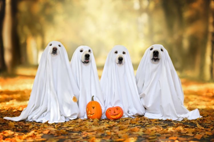 Accidentes Durante el Halloween