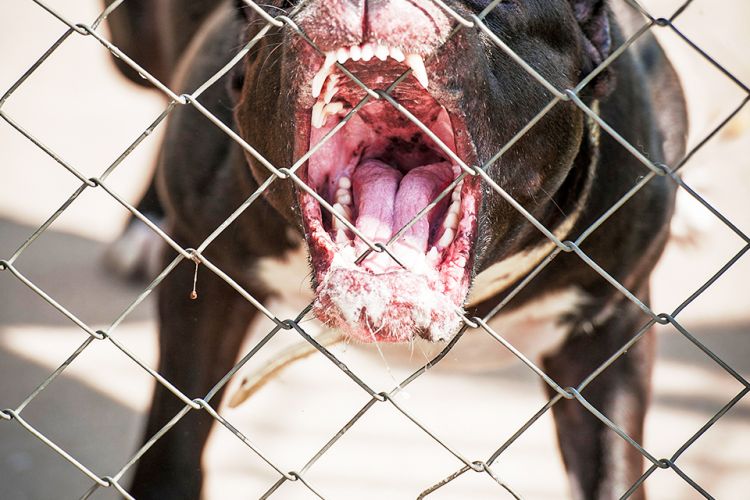 los pit bulls son ilegales en florida