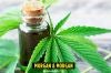 Protecciones Laborales para Marijuana Medicinal