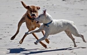 responsable cuando un perro ataca