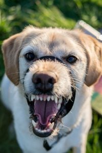 responsable cuando un perro ataca