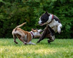 responsable cuando un perro ataca